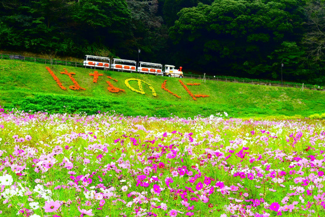 横須賀市 くりはま花の国